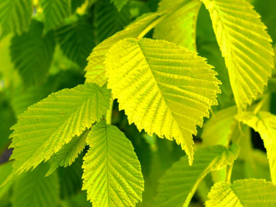 Leaves of Golden Elms