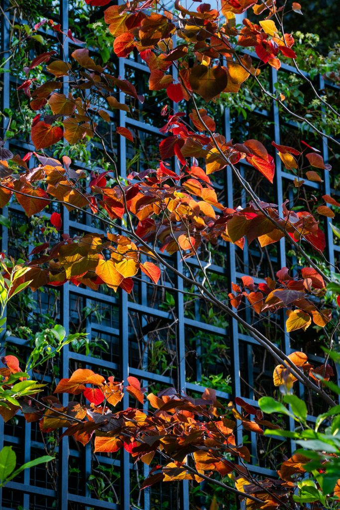 Local architects. Autumn leaves over black spaceframe